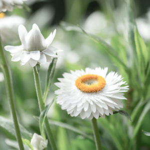 Samenmischung FLOWERS TO DRY für Schnittblumen