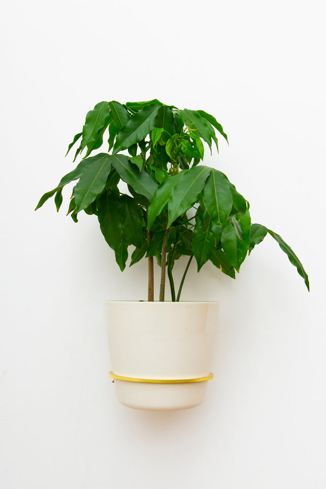 Plantyrings | Wandhalterung für Pflanzen in S