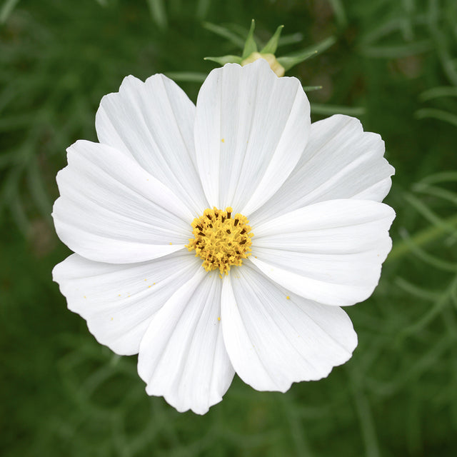 Samenmischung URBAN CUT für Schnittblumen