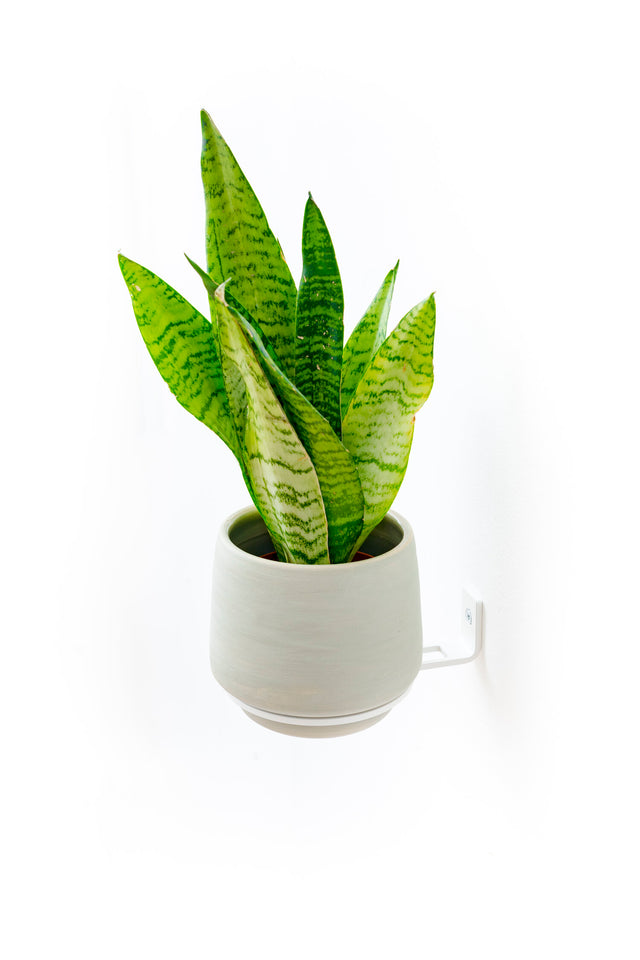Plantyrings | Wandhalterung für Pflanzen in S