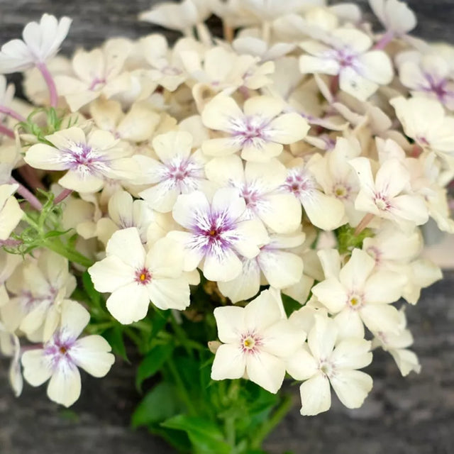 Samenmischung URBAN CUT für Schnittblumen