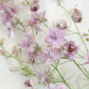 Samenmischung FLOWERS TO DRY für Schnittblumen