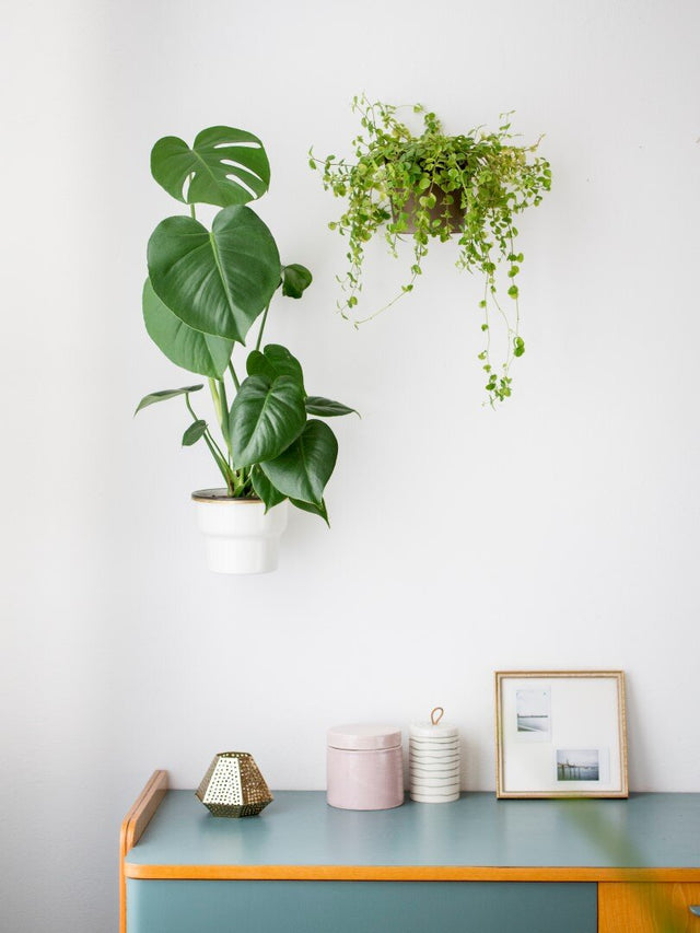 Plantyrings | Wandhalterung für Pflanzen in S