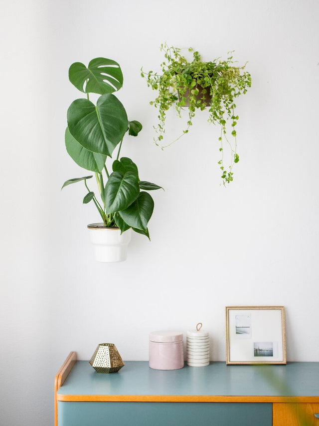 Plantyrings | Wandhalterung für Pflanzen in M