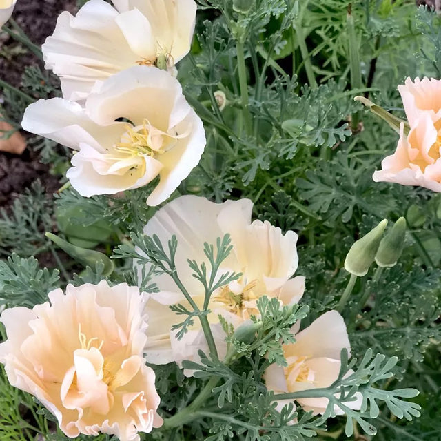 Samenmischung URBAN CUT für Schnittblumen