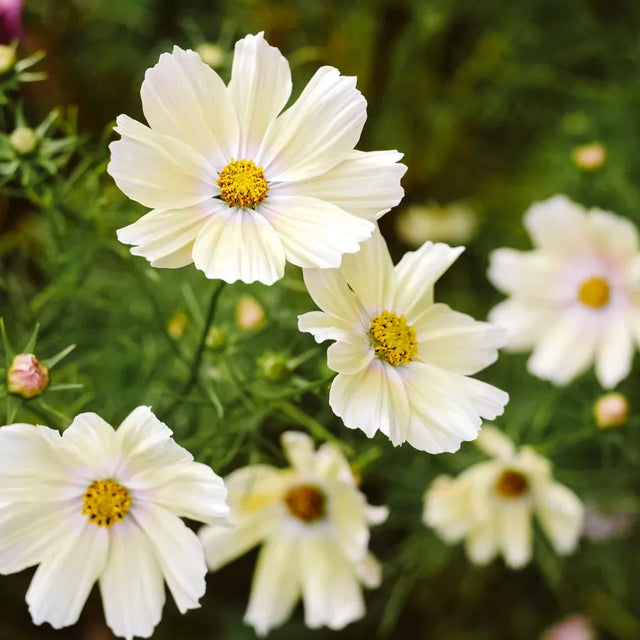Samenmischung URBAN CUT für Schnittblumen