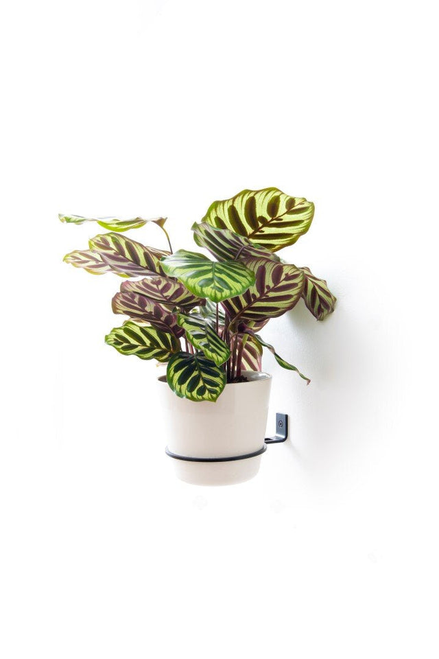 Plantyrings | Wandhalterung für Pflanzen in L