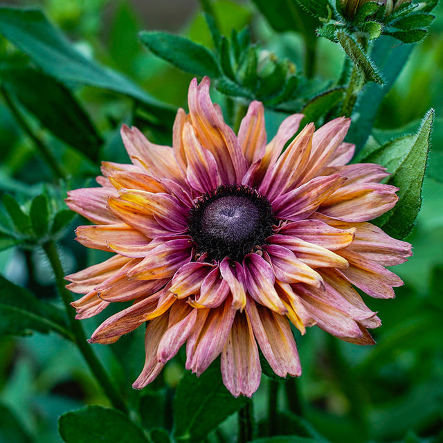 Samenmischung COOL FLOWERS für Schnittblumen