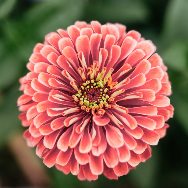 Samenmischung URBAN CUT für Schnittblumen